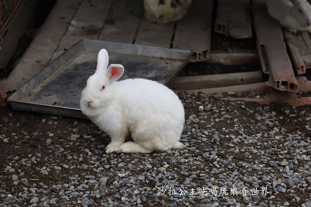 宜蘭員山景點『可達羊場』免門票.百元就可以餵羊.兔子.鴨子.親子景點 22 宜蘭員山景點『可達羊場』免門票.百元就可以餵羊.兔子.鴨子.親子景點