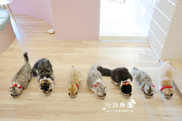 台北擼貓咖啡甜點『擼LALA Sweets松菸店』療癒系超萌小貓 26 台北擼貓咖啡甜點『擼LALA Sweets松菸店』療癒系超萌小貓