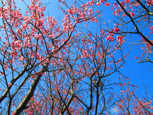 我的秘密花園&平等里賞櫻【平菁街42巷】 17 我的秘密花園&平等里賞櫻【平菁街42巷】
