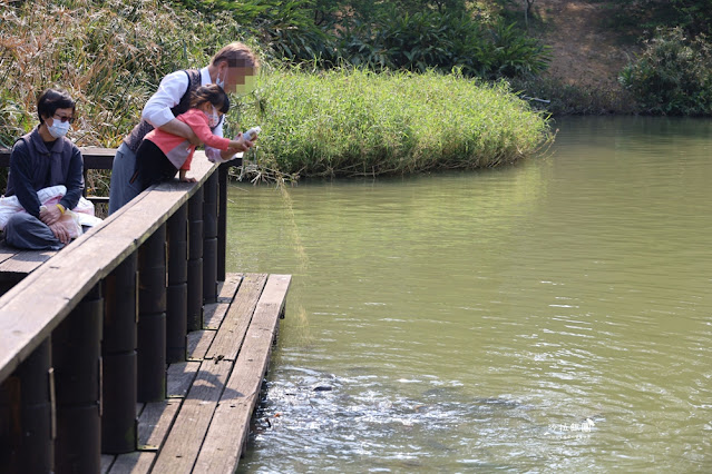 新竹景點『新竹公園』新竹人約會勝地,親子同遊 3 新竹景點『新竹公園』新竹人約會勝地,親子同遊