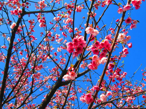 我的秘密花園&平等里賞櫻【平菁街42巷】 15 我的秘密花園&平等里賞櫻【平菁街42巷】