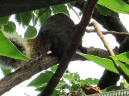 芝山文化生態綠園【士林】 29 芝山文化生態綠園【士林】