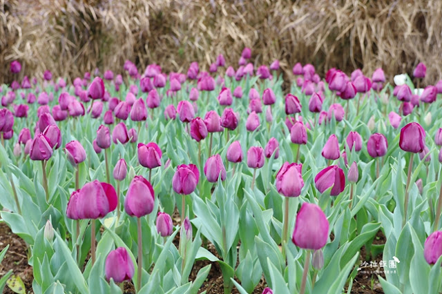 台北景點鬱金香花展『花卉試驗中心』台北人的小秘境 10 台北景點鬱金香花展『花卉試驗中心』台北人的小秘境