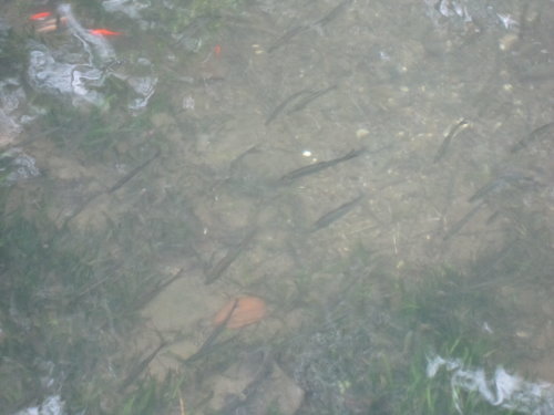 花港觀魚【杭州】 2 花港觀魚【杭州】