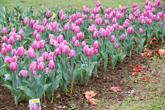 台北景點鬱金香花展『花卉試驗中心』台北人的小秘境 6 台北景點鬱金香花展『花卉試驗中心』台北人的小秘境