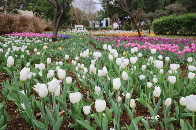 台北景點鬱金香花展『花卉試驗中心』台北人的小秘境 5 台北景點鬱金香花展『花卉試驗中心』台北人的小秘境
