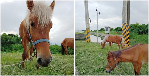 宜蘭礁溪景點『水鹿咖啡親子餐廳』迷你馬.水鹿.沙坑.小火車.賽車場.菜單 37 宜蘭礁溪景點『水鹿咖啡親子餐廳』迷你馬.水鹿.沙坑.小火車.賽車場.菜單
