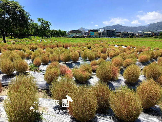 冬山景點波波草正美,療癒抹茶小丸子,電動小船遊舊河道 10 冬山景點波波草正美,療癒抹茶小丸子,電動小船遊舊河道