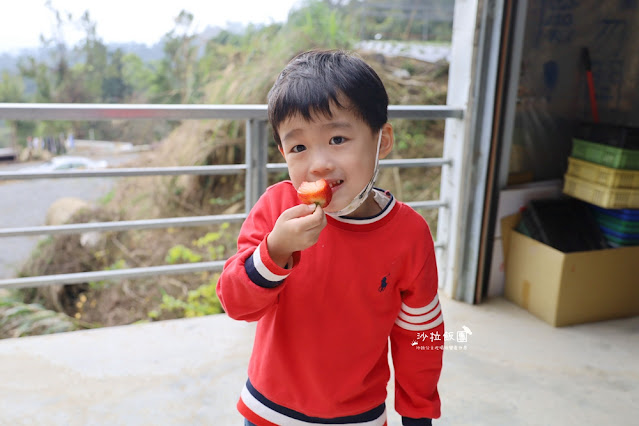 苗栗大湖草莓園推薦『最後一家得草莓園』超大奶油草莓人見人愛 24 苗栗大湖草莓園推薦『最後一家得草莓園』超大奶油草莓人見人愛