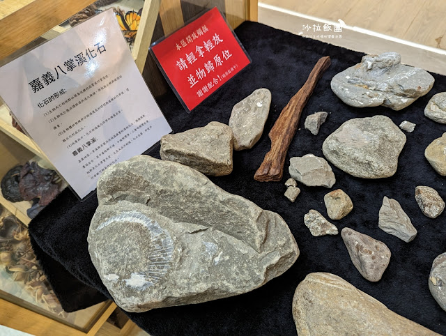 嘉義親子景點『新嘉大昆蟲館』全球唯一旋轉彩蝶柱、蝴蝶溫室花園 41 嘉義親子景點『新嘉大昆蟲館』全球唯一旋轉彩蝶柱、蝴蝶溫室花園