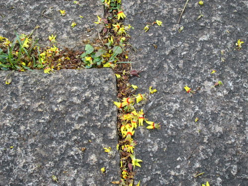 芝山文化生態綠園【士林】 39 芝山文化生態綠園【士林】