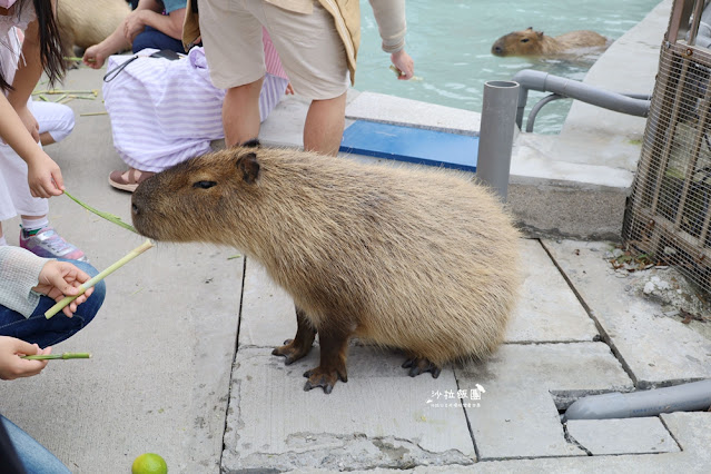 互動綠舞最新萌寵梅花鹿、品嚐無菜單料理、體驗大正文青袴和洋浪漫 59 互動綠舞最新萌寵梅花鹿、品嚐無菜單料理、體驗大正文青袴和洋浪漫