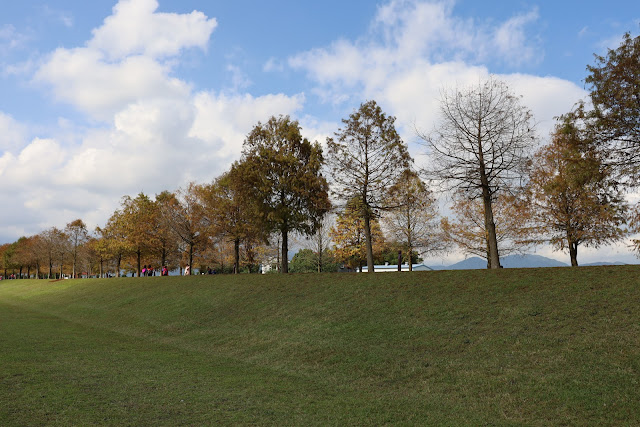 宜蘭三星景點『三星落羽松秘境』安農溪旁/宜蘭落羽松 6 宜蘭三星景點『三星落羽松秘境』安農溪旁/宜蘭落羽松