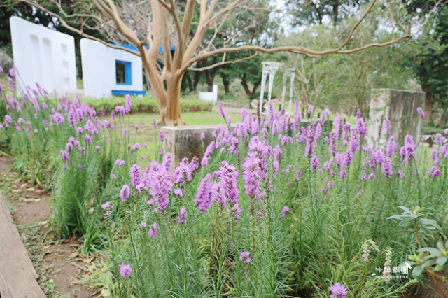 台北景點鬱金香花展『花卉試驗中心』台北人的小秘境 16 台北景點鬱金香花展『花卉試驗中心』台北人的小秘境