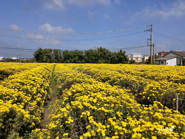 銅鑼杭菊搭火車也可以賞花!!交通指引 22 銅鑼杭菊搭火車也可以賞花!!交通指引
