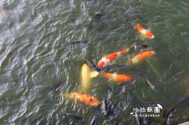 2500坪超狂親子民宿『親水89饗樂民宿』餵浣熊.溜羊.餵魚.餵兔子/大型磨石子溜滑梯/特斯拉充電站/有電梯 79 2500坪超狂親子民宿『親水89饗樂民宿』餵浣熊.溜羊.餵魚.餵兔子/大型磨石子溜滑梯/特斯拉充電站/有電梯