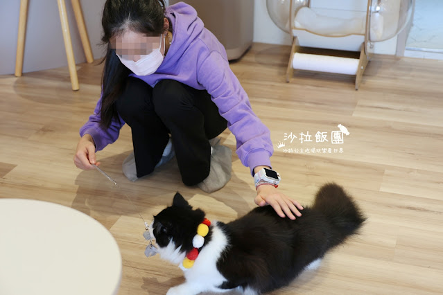 台北擼貓咖啡甜點『擼LALA Sweets松菸店』療癒系超萌小貓 14 台北擼貓咖啡甜點『擼LALA Sweets松菸店』療癒系超萌小貓