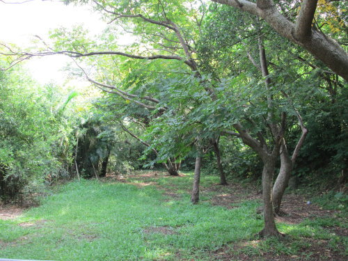 芝山文化生態綠園【士林】 4 芝山文化生態綠園【士林】