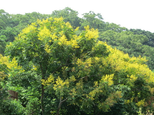 芝山文化生態綠園【士林】 36 芝山文化生態綠園【士林】