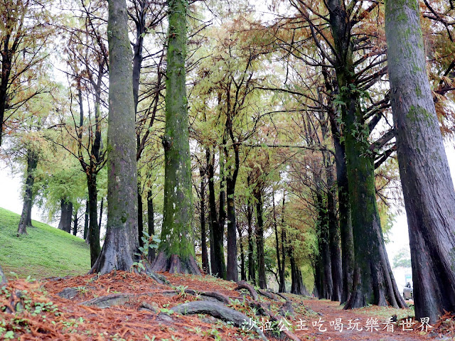 宜蘭羅東落羽松『羅東運動公園』冬季限定/宜蘭羅東景點 3 宜蘭羅東落羽松『羅東運動公園』冬季限定/宜蘭羅東景點