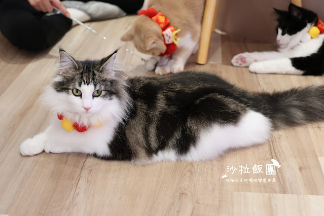 台北擼貓咖啡甜點『擼LALA Sweets松菸店』療癒系超萌小貓 15 台北擼貓咖啡甜點『擼LALA Sweets松菸店』療癒系超萌小貓