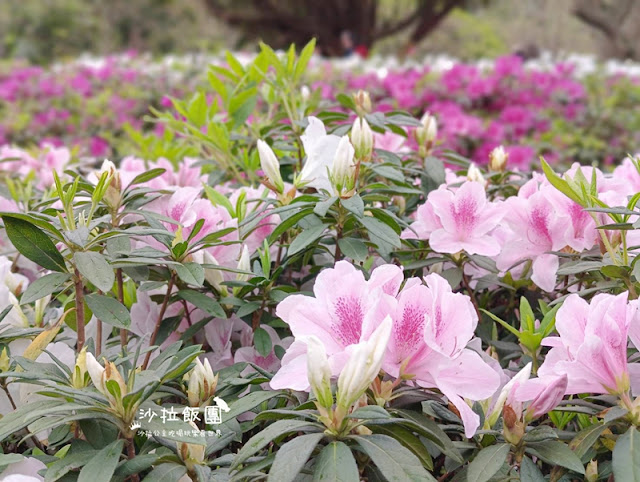 大安森林公園杜鵑花季、繡球花、鋼彈機器人 5 大安森林公園杜鵑花季、繡球花、鋼彈機器人