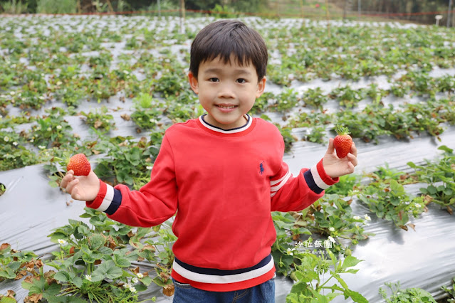 苗栗大湖草莓園推薦『最後一家得草莓園』超大奶油草莓人見人愛 19 苗栗大湖草莓園推薦『最後一家得草莓園』超大奶油草莓人見人愛
