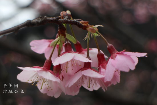 IMG_4050.JPG IMG_4050.JPG