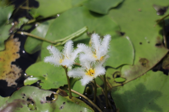 IMG_1154.jpg IMG_1154.jpg