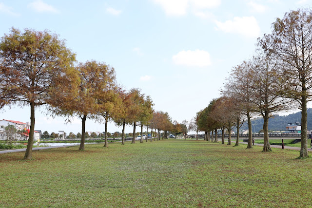 宜蘭三星景點『三星落羽松秘境』安農溪旁/宜蘭落羽松 8 宜蘭三星景點『三星落羽松秘境』安農溪旁/宜蘭落羽松