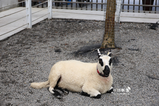 『黑RURU CAFE』最新熊貓羊、笑笑羊互動宜蘭咖啡、宜蘭景點 40 『黑RURU CAFE』最新熊貓羊、笑笑羊互動宜蘭咖啡、宜蘭景點