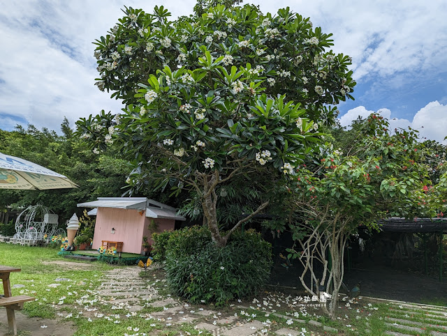 嘉義親子景點『新嘉大昆蟲館』全球唯一旋轉彩蝶柱、蝴蝶溫室花園 9 嘉義親子景點『新嘉大昆蟲館』全球唯一旋轉彩蝶柱、蝴蝶溫室花園