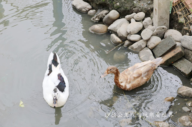 宜蘭員山景點『可達羊場』免門票.百元就可以餵羊.兔子.鴨子.親子景點 28 宜蘭員山景點『可達羊場』免門票.百元就可以餵羊.兔子.鴨子.親子景點