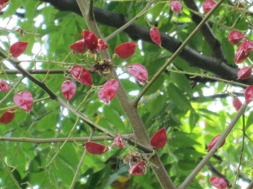 芝山文化生態綠園【士林】 38 芝山文化生態綠園【士林】