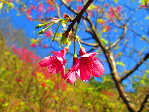 我的秘密花園&#038;平等里賞櫻【平菁街42巷】