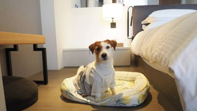 【寵物住宿】寵物友善飯店,毛小孩也要爽爽住 18 【寵物住宿】寵物友善飯店,毛小孩也要爽爽住