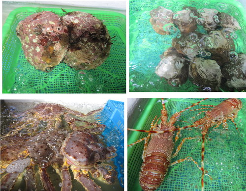 逛魚市之上引水產【三井餐飲集團】 16 逛魚市之上引水產【三井餐飲集團】