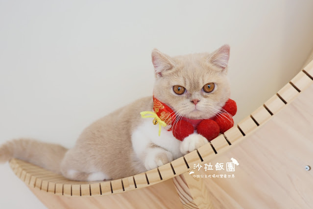 台北擼貓咖啡甜點『擼LALA Sweets松菸店』療癒系超萌小貓 29 台北擼貓咖啡甜點『擼LALA Sweets松菸店』療癒系超萌小貓