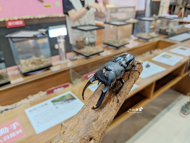 嘉義親子景點『新嘉大昆蟲館』全球唯一旋轉彩蝶柱、蝴蝶溫室花園 28 嘉義親子景點『新嘉大昆蟲館』全球唯一旋轉彩蝶柱、蝴蝶溫室花園