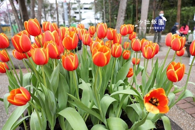 2025士林官邸鬱金香展-愛的遇藝13萬株來自荷蘭和日本鬱金香 6 2025士林官邸鬱金香展-愛的遇藝13萬株來自荷蘭和日本鬱金香