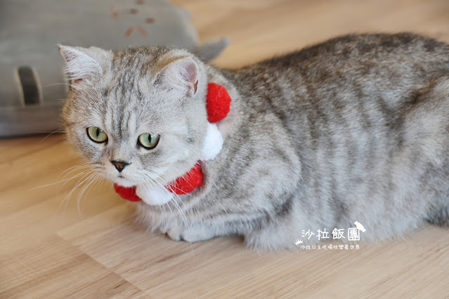 台北擼貓咖啡甜點『擼LALA Sweets松菸店』療癒系超萌小貓 20 台北擼貓咖啡甜點『擼LALA Sweets松菸店』療癒系超萌小貓