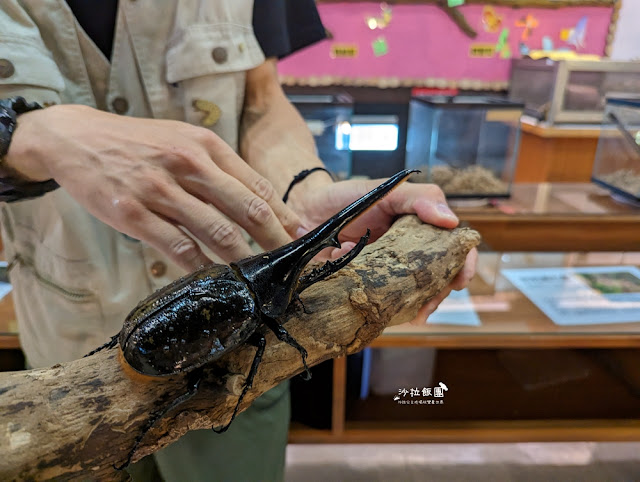 嘉義親子景點『新嘉大昆蟲館』全球唯一旋轉彩蝶柱、蝴蝶溫室花園 26 嘉義親子景點『新嘉大昆蟲館』全球唯一旋轉彩蝶柱、蝴蝶溫室花園