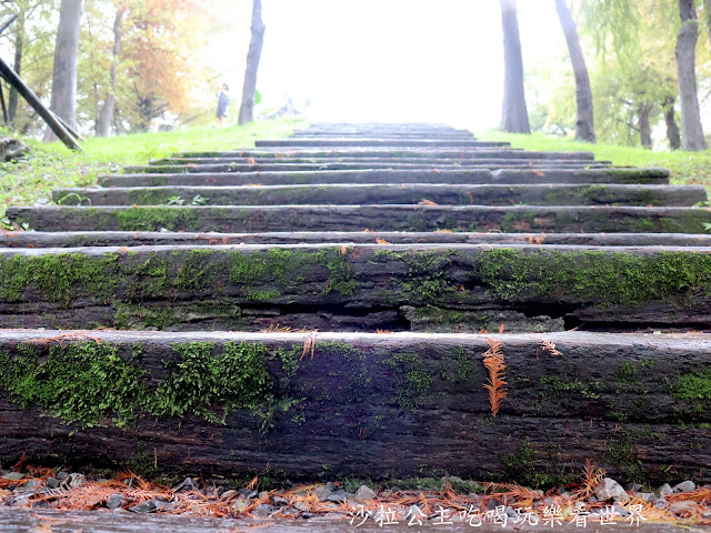 宜蘭羅東落羽松『羅東運動公園』冬季限定/宜蘭羅東景點 13 宜蘭羅東落羽松『羅東運動公園』冬季限定/宜蘭羅東景點