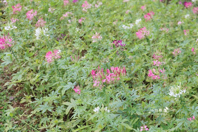 台北景點鬱金香花展『花卉試驗中心』台北人的小秘境 18 台北景點鬱金香花展『花卉試驗中心』台北人的小秘境