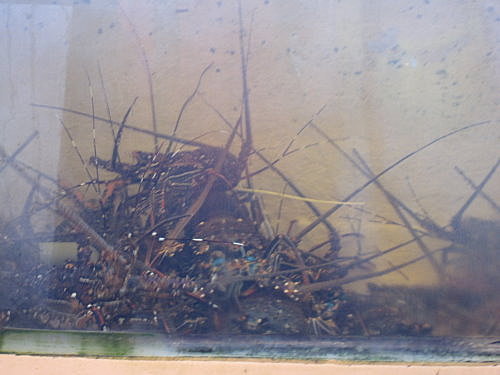 阿利海產【墾丁】 15 阿利海產【墾丁】