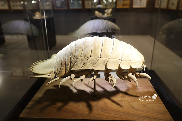 嘉義親子景點『新嘉大昆蟲館』全球唯一旋轉彩蝶柱、蝴蝶溫室花園 65 嘉義親子景點『新嘉大昆蟲館』全球唯一旋轉彩蝶柱、蝴蝶溫室花園