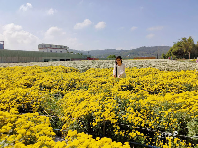 銅鑼杭菊搭火車也可以賞花!!交通指引 26 銅鑼杭菊搭火車也可以賞花!!交通指引
