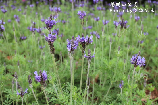 IMG_7070.jpg IMG_7070.jpg