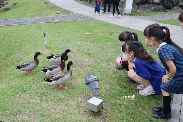 互動綠舞最新萌寵梅花鹿、品嚐無菜單料理、體驗大正文青袴和洋浪漫 66 互動綠舞最新萌寵梅花鹿、品嚐無菜單料理、體驗大正文青袴和洋浪漫